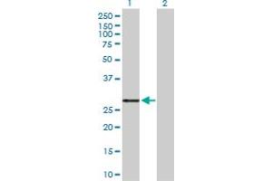 PRSS2 antibody  (AA 1-247)