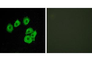 Peptide - +Western blot analysis of extracts from COS7 cells, using CLTR1 antibody. (CysLTR1 Antikörper  (Internal Region))
