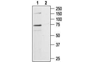 Western blot analysis of rat hippocampus lysates: - 1. (P2RX7 Antikörper  (C-Term, Intracellular))