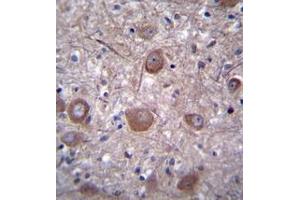 Immunohistochemistry analysis in formalin fixed and paraffin embedded human brain tissue reacted with PPP3CC / CALNA3 Antibody (N-term) followed by peroxidase conjugation of the secondary antibody and DAB staining. (PPP3CC Antikörper  (N-Term))