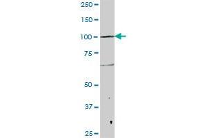 RBM15 MaxPab polyclonal antibody. (RBM15 Antikörper  (AA 1-544))