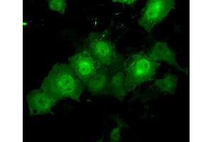 Anti-TTLL12 mouse monoclonal antibody (ABIN2453749) immunofluorescent staining of COS7 cells transiently transfected by pCMV6-ENTRY TTLL12 (RC200841). (TTLL12 Antikörper)