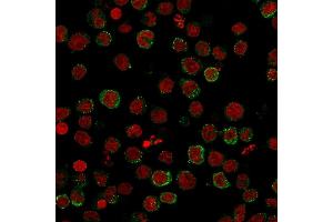 Immunofluorescence (IF) image for anti-Inducible T-Cell Co-Stimulator Ligand (ICOSLG) (AA 23-149) antibody (ABIN6939407)