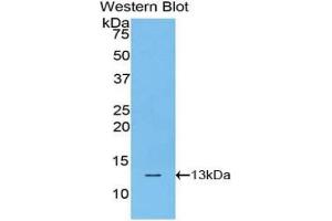 Western Blotting (WB) image for anti-Histone Cluster 1, H4a (HIST1H4A) (AA 1-103) antibody (ABIN1859163)