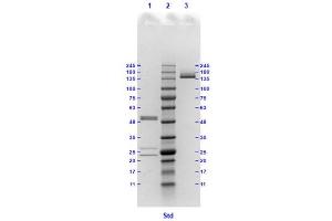 Coomassie stained SDS-PAGE results using Anti-Hemagglutinin (HA) (Mouse) Monoclonal Antibody clone 17C5 separated in a 4-20 % gradient gel.