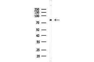 anti-Solute Carrier Family 6, Member 17 (SLC6A17) (Internal Region) antibody