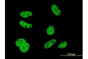 Immunofluorescence (IF) image for anti-ELAV (Embryonic Lethal, Abnormal Vision, Drosophila)-Like 1 (Hu Antigen R) (ELAVL1) (AA 1-100) antibody (ABIN560725)