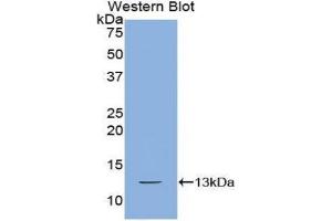 Western Blotting (WB) image for anti-Chemokine (C-X-C Motif) Ligand 10 (CXCL10) (AA 20-102) antibody (ABIN1859463) (CXCL10 Antikörper  (AA 20-102))
