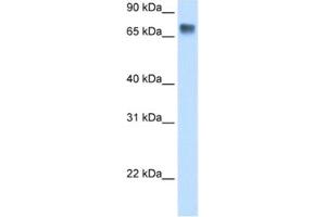 Western Blotting (WB) image for anti-Lipolysis Stimulated Lipoprotein Receptor (LSR) antibody (ABIN2461871)