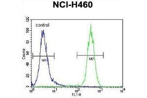 CCDC63 Antibody (C-term) flow cytometric analysis of NCI-H460 cells (right histogram) compared to a negative control cell (left histogram). (CCDC63 Antikörper  (C-Term))