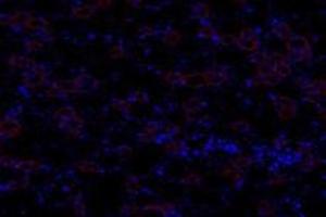 Immunofluorescent analysis of paraformaldehyde-fixed rat kidney using,GNE (ABIN7074056) at dilution of 1: 600 (GNE Antikörper)