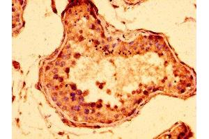 IHC image of ABIN7148050 diluted at 1:300 and staining in paraffin-embedded human testis tissue performed on a Leica BondTM system. (STAG3 Antikörper  (AA 1056-1212))