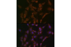 Immunofluorescence (IF) image for anti-Disrupted in Schizophrenia 1 (DISC1) antibody (ABIN7266799)