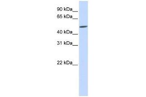 EVX2 antibody used at 0. (EVX2 Antikörper  (Middle Region))