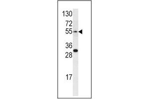 Image no. 1 for anti-Endothelin Receptor Type A (EDNRA) (AA 132-162) antibody (ABIN452933) (Endothelin-1 Receptor Antikörper  (AA 132-162))