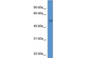 Image no. 1 for anti-Nuclear Factor I/A (NFIA) (C-Term) antibody (ABIN6746156) (NFIA Antikörper  (C-Term))