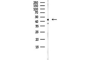 anti-Proliferation-Associated 2G4, 38kDa (PA2G4) (C-Term) antibody