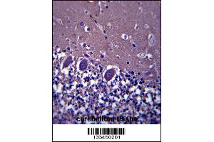 ABHD4 Antibody immunohistochemistry analysis in formalin fixed and paraffin embedded human cerebellum tissue followed by peroxidase conjugation of the secondary antibody and DAB staining. (ABHD4 Antikörper  (AA 98-127))