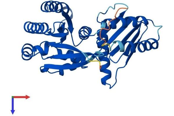 RRAGA Protein (AA 1-313) (His tag)