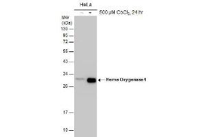 WB Image Untreated (–) and treated (+) HeLa whole cell extracts (30 μg) were separated by 12% SDS-PAGE, and the membrane was blotted with Heme Oxygenase 1 antibody , diluted at 1:1000. (HMOX1 Antikörper)