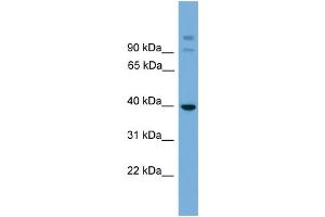 WB Suggested Anti-SUGT1 Antibody Titration: 0.