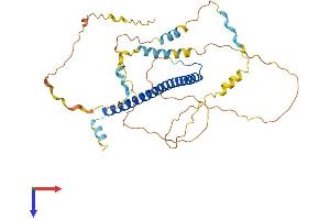 CEBPA Protein (AA 1-359) (His tag)