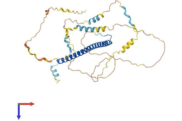 CEBPA Protein (AA 1-359) (His tag)