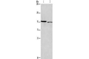 Western Blotting (WB) image for anti-Intercellular Adhesion Molecule 5 (ICAM5) antibody (ABIN2434798) (ICAM5 Antikörper)