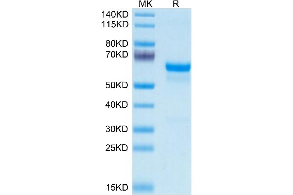 PRNP Protein (AA 23-230) (Fc Tag)