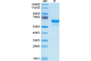 Mouse PRNP on Tris-Bis PAGE under reduced condition. (PRNP Protein (AA 23-230) (Fc Tag))