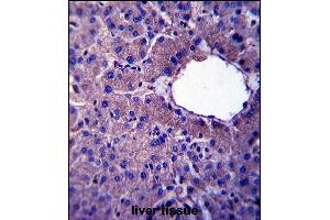 LIN52 Antibody (N-term) (ABIN657405 and ABIN2846445) immunohistochemistry analysis in formalin fixed and paraffin embedded human liver tissue followed by peroxidase conjugation of the secondary antibody and DAB staining. (LIN52 Antikörper  (N-Term))