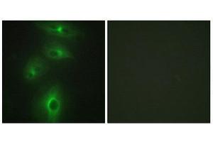 Immunofluorescence (IF) image for anti-Transmembrane Protease, Serine 3 (TMPRSS3) (C-Term) antibody (ABIN1849485) (TMPRSS3 Antikörper  (C-Term))