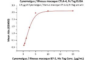 Immobilized Cynomolgus / Rhesus macaque CTLA-4, Fc Tag (ABIN2180928,ABIN2180927) at 5 μg/mL (100 μL/well)can bind Cynomolgus / Rhesus macaque B7-2, His Tag (ABIN2180854,ABIN2180853) with a linear range of 0.