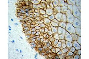 Immunohistochemistry (IHC) image for anti-BCL2-Like 1 (BCL2L1) (AA 1-120) antibody (ABIN1512625)