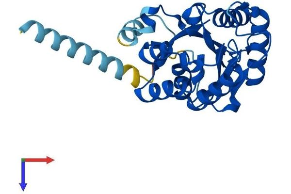 PIGL Protein (AA 1-252) (His tag)
