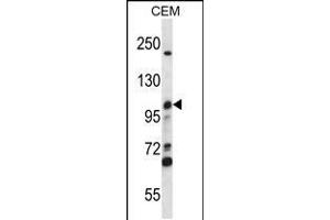 Western blot analysis in CEM cell line lysates (35ug/lane). (MCM4 Antikörper  (C-Term))