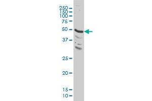 MAPK9 monoclonal antibody (M03), clone 3C12 Western Blot analysis of MAPK9 expression in HeLa . (JNK2 Antikörper  (AA 321-424))