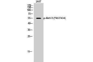 Western Blotting (WB) image for anti-AKT1/3 (pTyr434), (pTyr437) antibody (ABIN3182659) (AKT1/3 (pTyr434), (pTyr437) Antikörper)