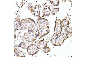 Immunohistochemistry of paraffin-embedded human placenta using MTAP Rabbit mAb (ABIN7268498) at dilution of 1:50 (40x lens). (MTAP Antikörper)