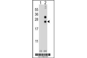 Western blot analysis of CSN1S1 using rabbit polyclonal CSN1S1 Antibody using 293 cell lysates (2 ug/lane) either nontransfected (Lane 1) or transiently transfected (Lane 2) with the CSN1S1 gene.