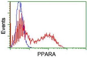 HEK293T cells transfected with either RC216176 overexpress plasmid (Red) or empty vector control plasmid (Blue) were immunostained by anti-PPARA antibody (ABIN2455022), and then analyzed by flow cytometry. (PPARA Antikörper  (AA 145-420))