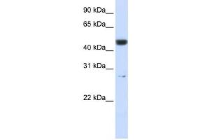 Western Blotting (WB) image for anti-6-phosphogluconolactonase (PGLS) antibody (ABIN2460062)