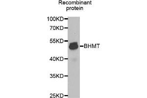 Western blot analysis of extracts of Recombinant protein, using BHMT antibody (ABIN5970558) at 1/1000 dilution. (BHMT Antikörper)