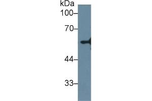 Detection of NEU in Human HepG2 cell lysate using Polyclonal Antibody to Neuraminidase (NEU)