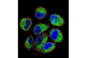 Immunofluorescence (IF) image for anti-TBC1 Domain Family, Member 13 (TBC1D13) (AA 76-105) antibody (ABIN655819)