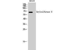 Western Blotting (WB) image for anti-Arylsulfatase G (ARSG) (Internal Region) antibody (ABIN3183389)