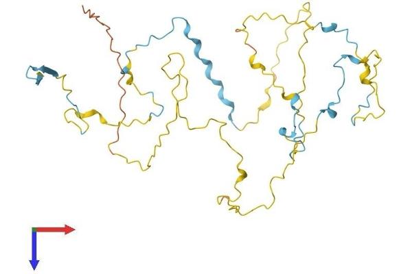 STPG1 Protein (AA 1-334) (His tag)