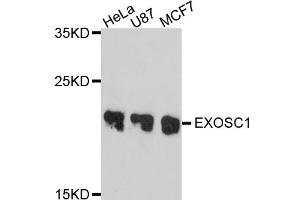 Western blot analysis of extracts of various cell lines, using EXOSC1 antibody (ABIN4903618) at 1:1000 dilution. (EXOSC1 Antikörper)