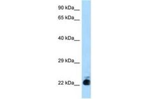 Image no. 1 for anti-Solute Carrier Family 31 (Copper Transporters), Member 1 (SLC31A1) (N-Term) antibody (ABIN6748037) (SLC31A1 Antikörper  (N-Term))
