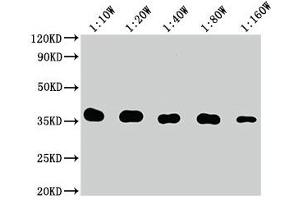 Western Blot Positive WB detected in: 10 ng Flag Tag fusion protein Flag Tag antibody at 1:100000, 1:200000, 1:400000, 1:800000, 1:1600000 Secondary Goat polyclonal to mouse IgG at 1/50000 dilution Predicted band size: 35 kDa Observed band size: 35 kDa (DYKDDDDK Tag Antikörper)